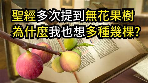 無花果樹 聖經|無花果 (Fig) 